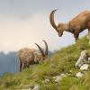 Kozorozec horsky - Capra ibex - Alpine Ibex 7596